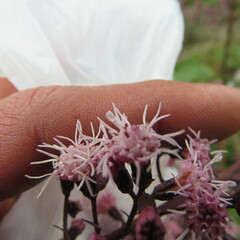 Ageratina ampla