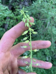 Chlorocrambe hastata