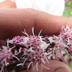 Ageratina ampla