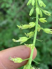 Chlorocrambe hastata