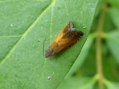 Pammene aurita