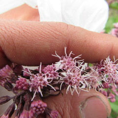 Ageratina ampla