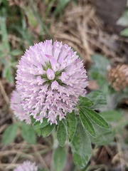 Trifolium pratense