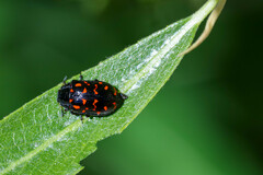 Chrysomela aeneicollis