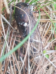 Megatibicen resonans