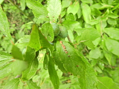 Eriophyes homophyllus