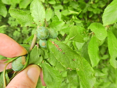 Eriophyes homophyllus