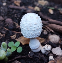 Leucocoprinus cretaceus