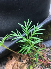 Potentilla bimundorum