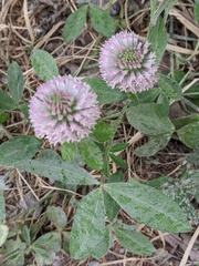 Trifolium pratense