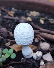 Leucocoprinus cretaceus