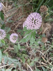 Trifolium pratense