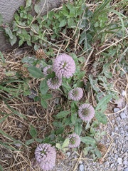 Trifolium pratense