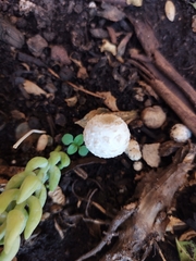 Leucocoprinus cretaceus