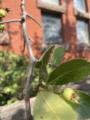 Crataegus crus-galli