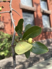 Crataegus crus-galli