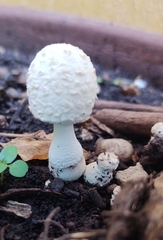 Leucocoprinus cretaceus