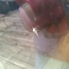 Maccaffertium terminatum