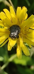 Oxythyrea funesta