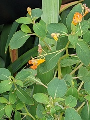 Impatiens capensis