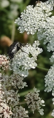 Oxythyrea funesta