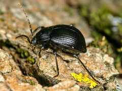 Accanthopus
