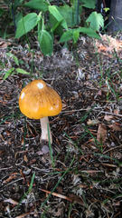 Hymenopellis sinapicolor