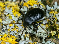 Accanthopus