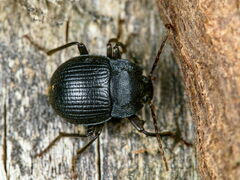 Accanthopus