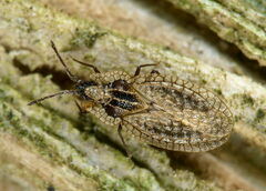 Derephysia sinuatocollis