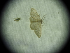 Idaea alyssumata