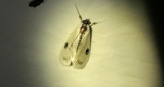 Cliniodes ostreonalis