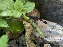 Ammophila evansi