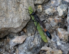 Ammophila evansi