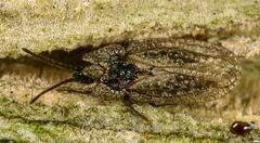 Derephysia sinuatocollis