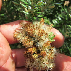 Linochilus rosmarinifolius