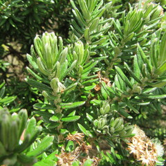 Linochilus rosmarinifolius