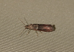 Cryptoblabes bistriga