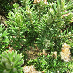 Linochilus rosmarinifolius