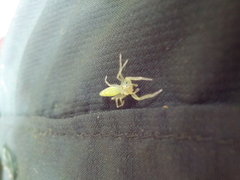 Itata