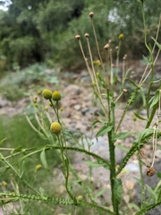 Helenium thurberi