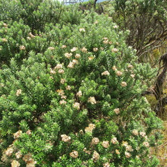 Linochilus rosmarinifolius