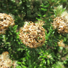 Linochilus rosmarinifolius