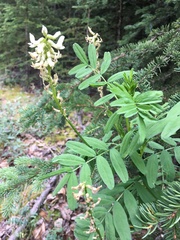 Astragalus williamsii