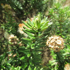 Linochilus rosmarinifolius