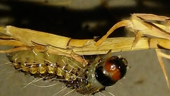 Litoprosopus futilis