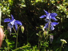 Aquilegia alpina