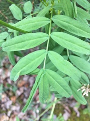 Astragalus williamsii