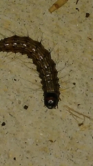 Litoprosopus futilis