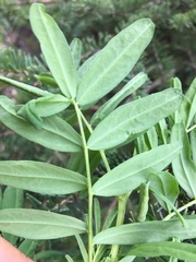 Astragalus williamsii